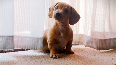 Small cute dog peeking out from under the curtain