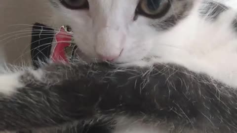 Little cat playing with ladybug