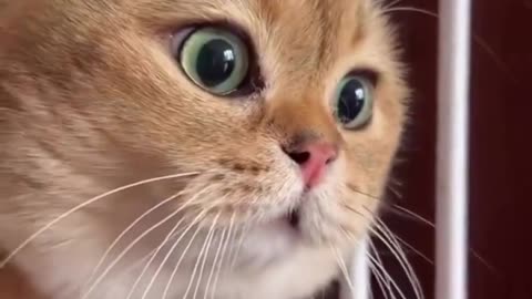 Cute cat Funny Moment Status