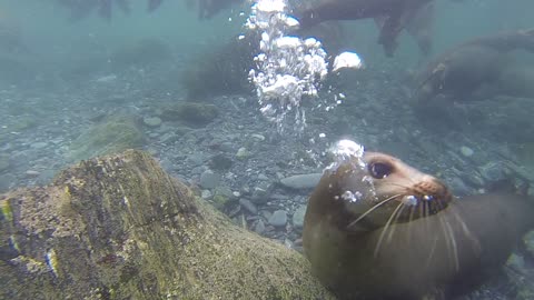 Sea Lions Bark Underwater Too