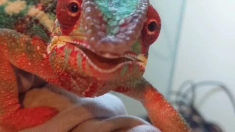 When your Chameleon is your best friend