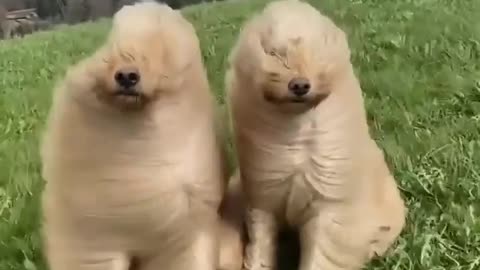 Two gorgeous Golden Doodle Doos!