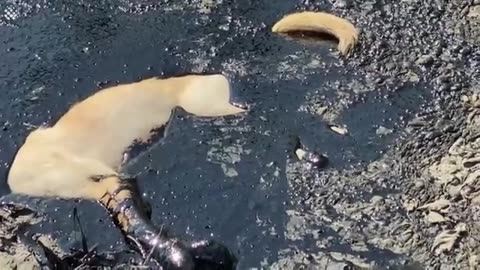 Stray Dog Rescued, Heroic moment people rescue stray dog stuck in molten rubber