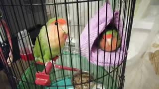 My pet parrots in a cage chirp.