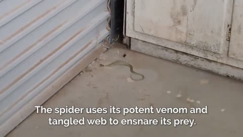 Australian Redback Spiders Can Liquefy and Eat Snakes 50