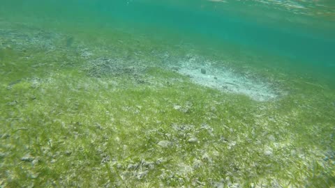 Snorkeling Adventures Philippines. Mantigue Island, Camiguin