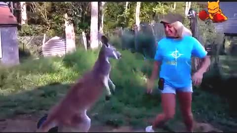 VERY FUNNY KANGAROO Video