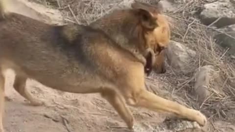 🥊 🥊 🥊 Rocky vs. Rocky - Dog boxing rock 🥊 🥊 🥊