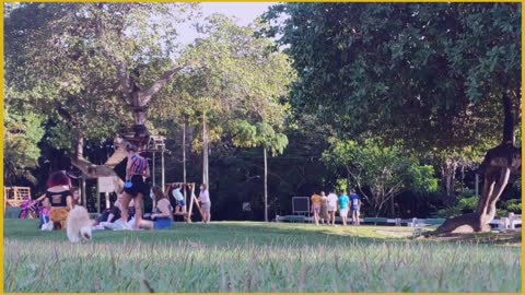 Adorable dog in public Park with people