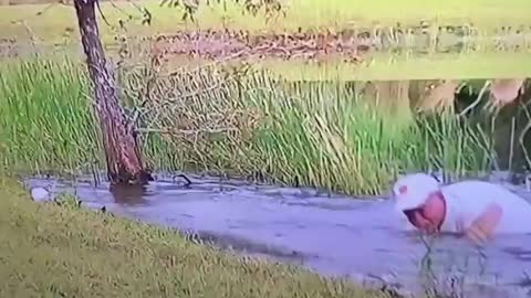 Dog rescue from Alligator mouth