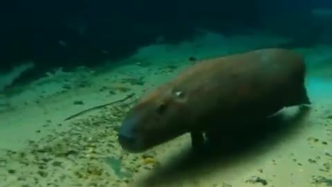 Capybara running under water