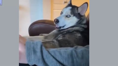 Funny dog videos 2021 Husky Is Too Lazy To Reach Carrots!