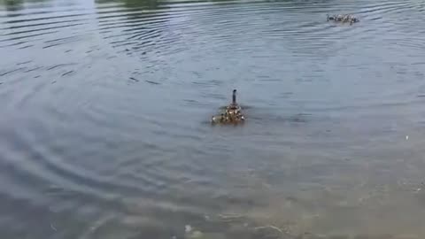 Duck Adopts Orphaned Ducklings