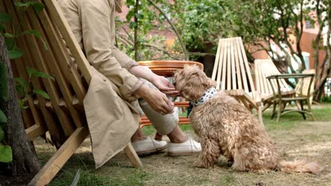 Dog Performing A Hand Shake Trick