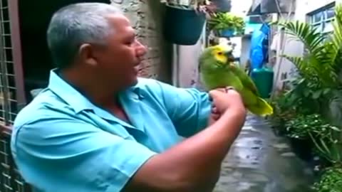 FUNNIEST PARROTS - PAPAGAIOS MAIS ENGRAÇADOS