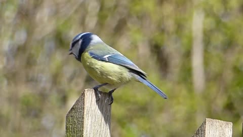 A beautiful bird singing on a branch of a tree