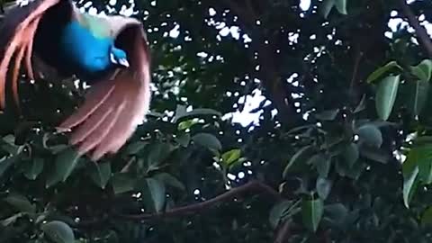 You should have only seen the peacock display, never seen the peacock fly