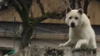 Scary jindo Dog 2