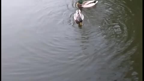 Feeding ducks