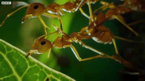 Ants Use Grubs As Glue Gun | Wild Thailand