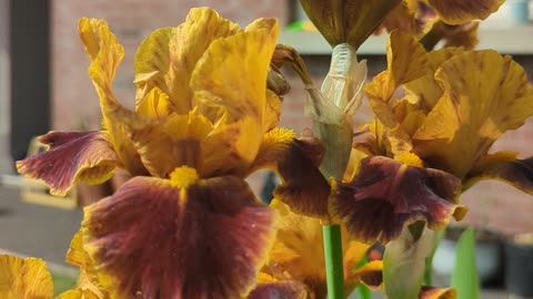 Bearded iris