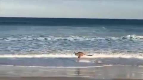 Kangaroo 🦘 enjoy summer at beach.