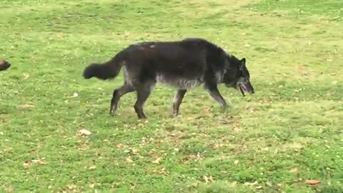 A Huge Wolf-dog Scares a German Shepherd