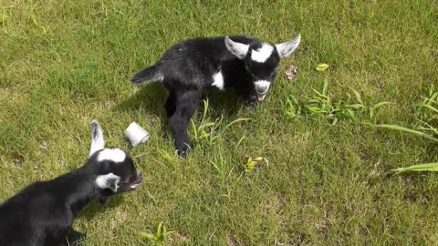 Baby Goats 1st time Grass