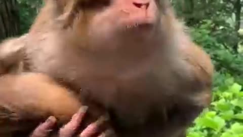 Feeding Monkey Video, Grape