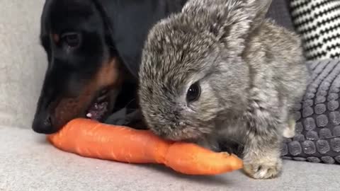 Black dog and grey bunny share eat a carrot