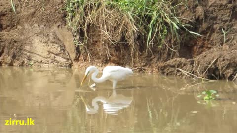 Crane bird