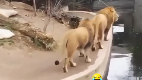 Funny animals - Lions