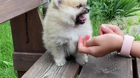 Puppy in a Bench..