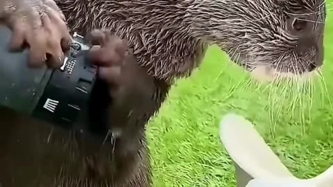 A Young Man Rescued an Orphaned Otter ❤ From Jungle