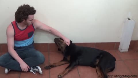 Dog Trainer Gets Bitten To Demonstrate Dog Warning Signs And Bite Inhibition