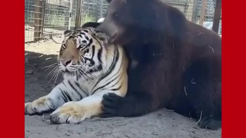 Animal Friendship | Tiger and Bear