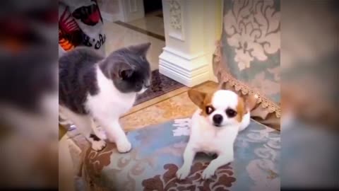 Baby cute dog and 😺funny dog video#MFGfun