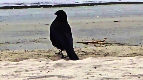 Proud raven on the bank of a river / A very beautiful animal by the water.