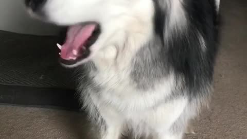 The cutest malamute videos