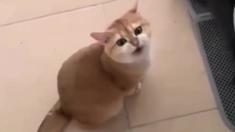 Cat video cute video