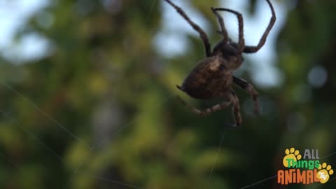 Kids Love Spiders