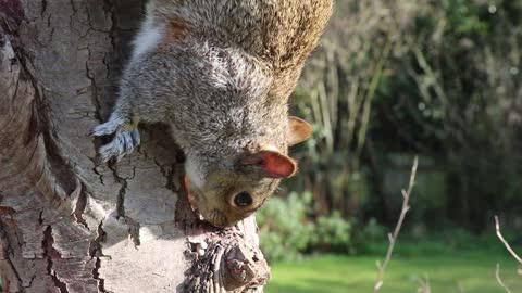 squirrel in tree video clip