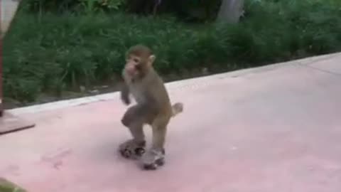 Clever Skater Monkey #shorts #viral #shortsvideo #video