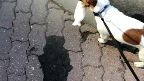 Jack Russell puppy carries a new toy home