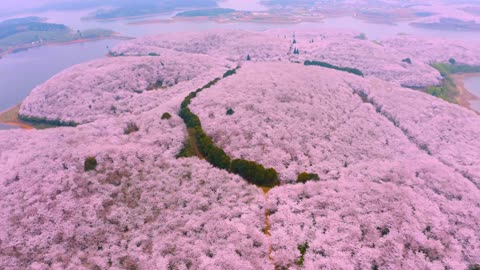 Aerial photography of sakura garden flower sea