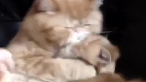 Funny and Cute Cat Videos #295