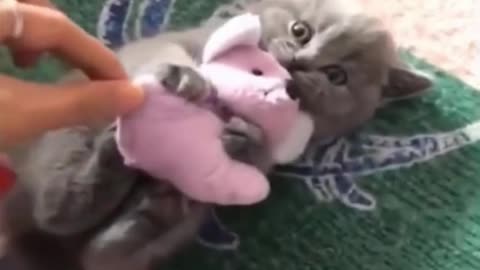 Kitten fighting with Teddy bear (BRITISH SHORTHAIR)