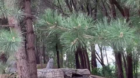 There is a stone path through the pine forest