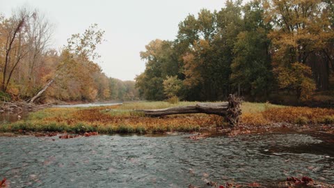 Beautiful Scenery of Flowing River in an Autumn Mood Forest