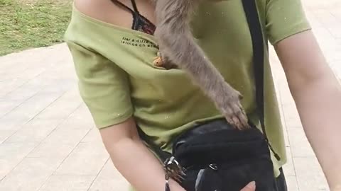 Little monkey snatching food from humans